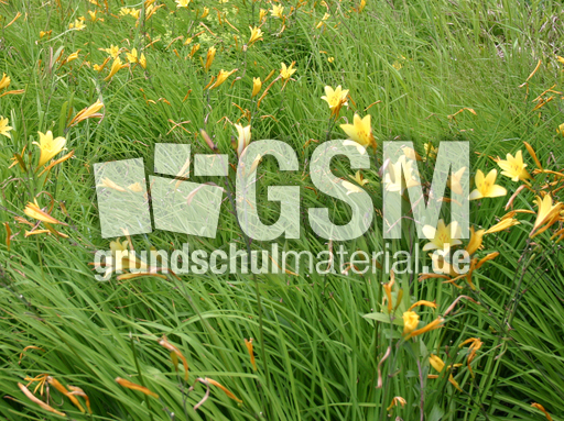 Lilien-2.jpg